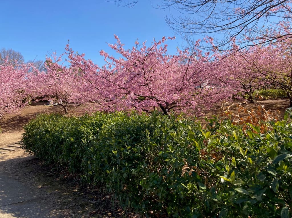 茅ヶ崎公園