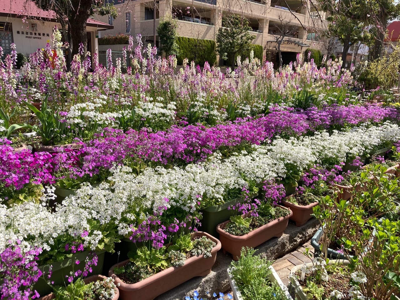 横浜市都筑区 えだきん商店街 荏田東郵便局前 には お花が咲き乱れる素敵な花壇があります 色んな花々に癒されてみては 号外net 横浜市都筑区