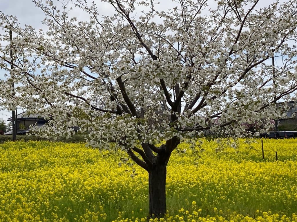 川和町